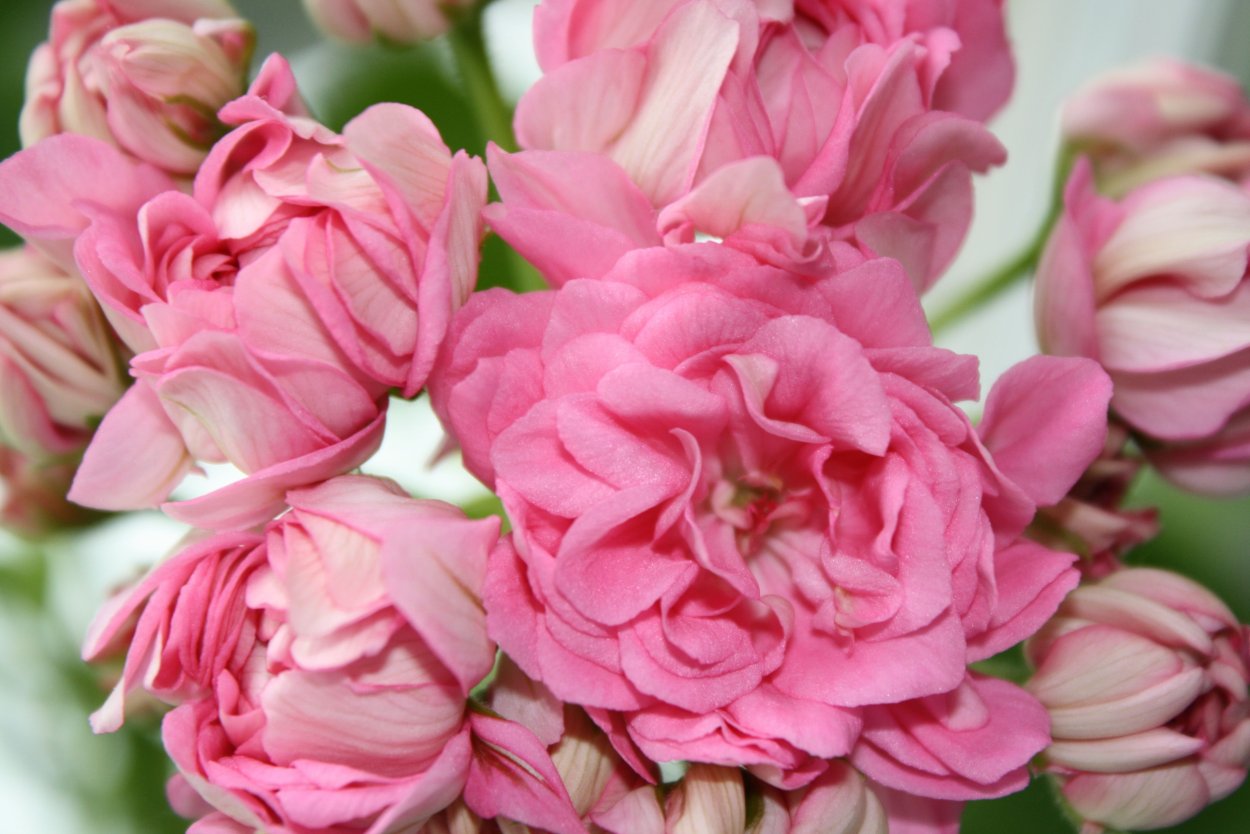 Пеларгония розебудная семена