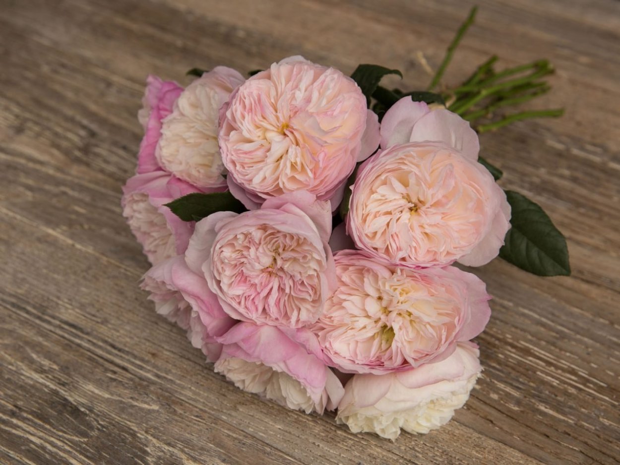 Пеларгония роза