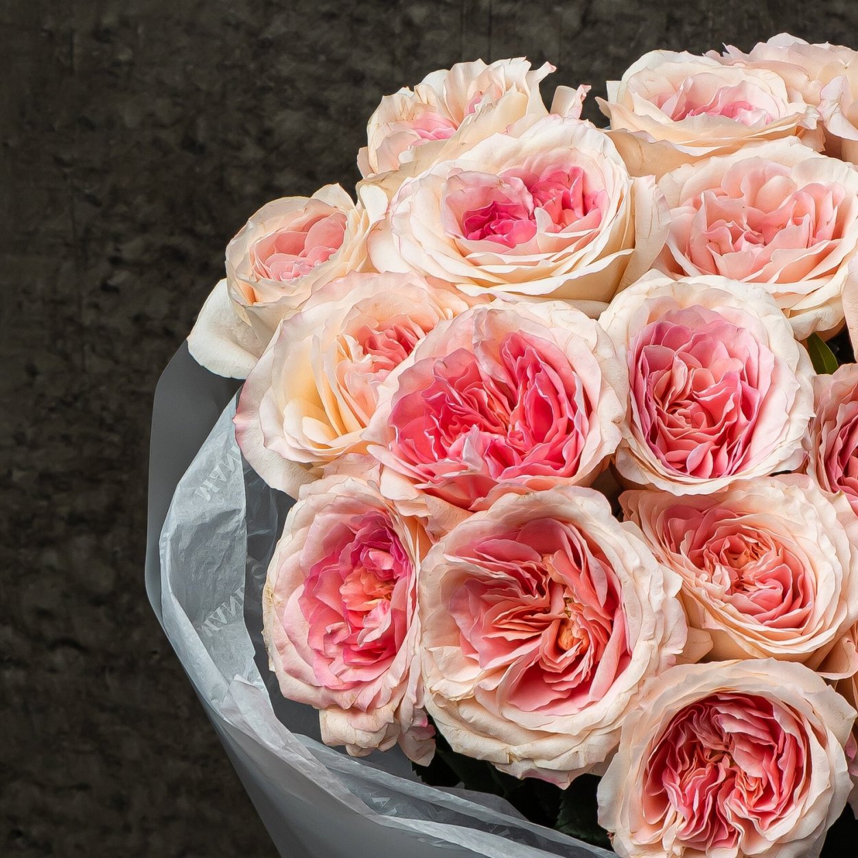 Пеларгония Ungarisk