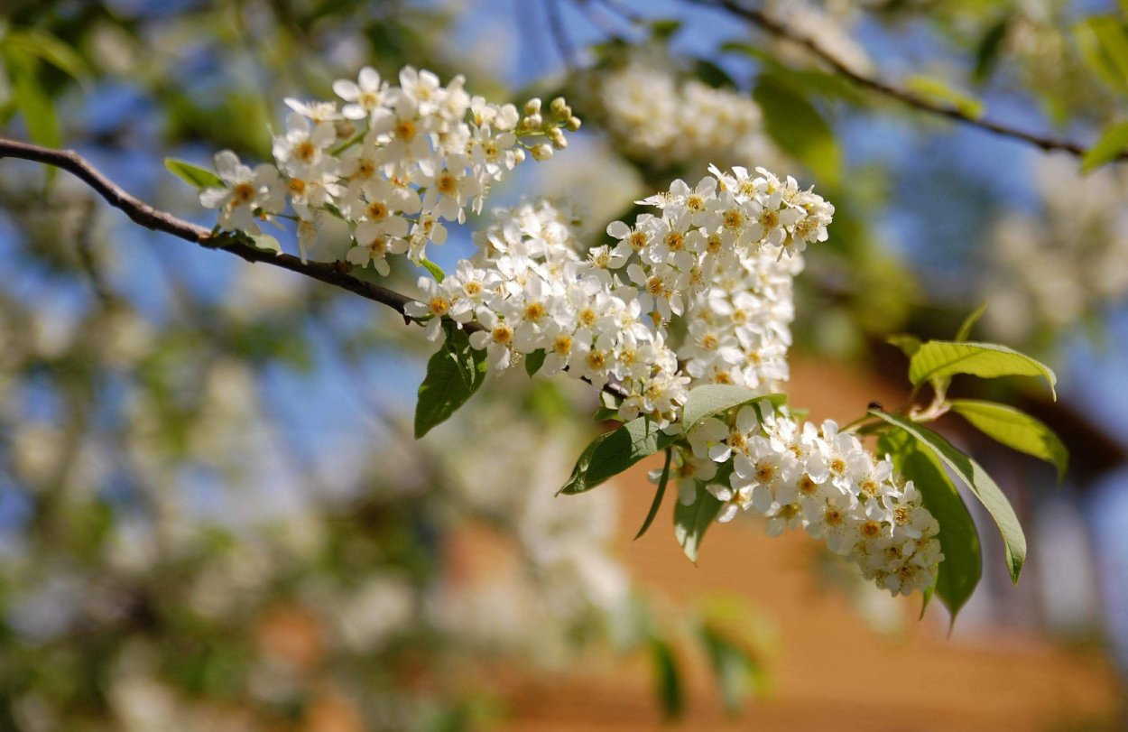 Цветы черемухи
