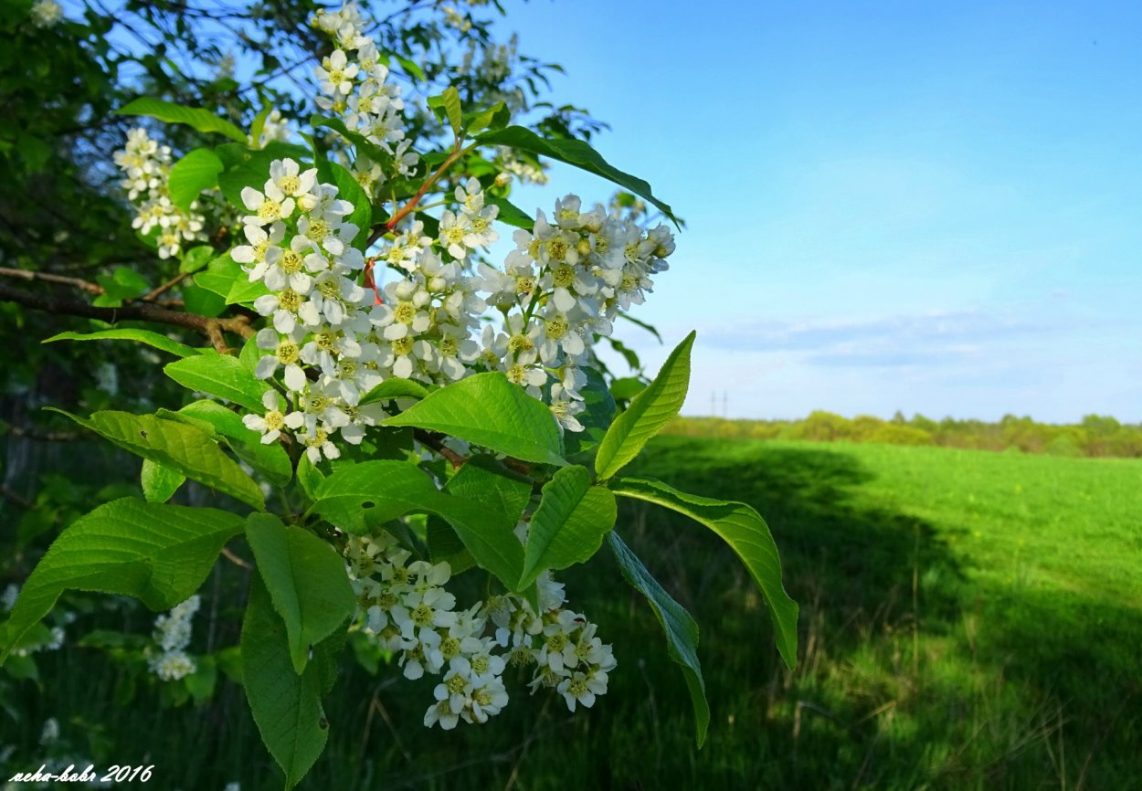 Цветёт черёмуха солнце