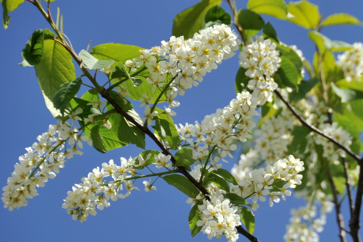 Черемуха дерево ранней весной