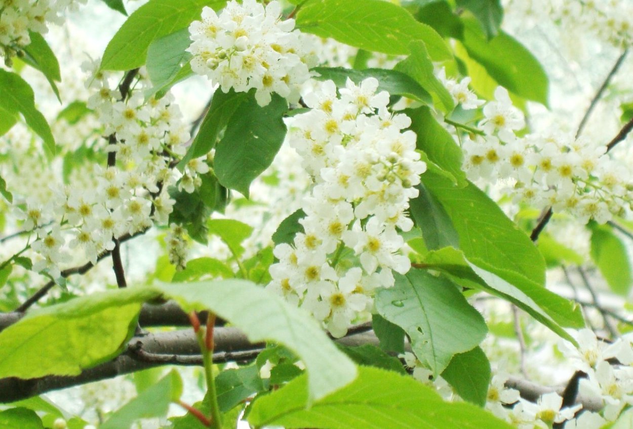 Черемуха ранняя