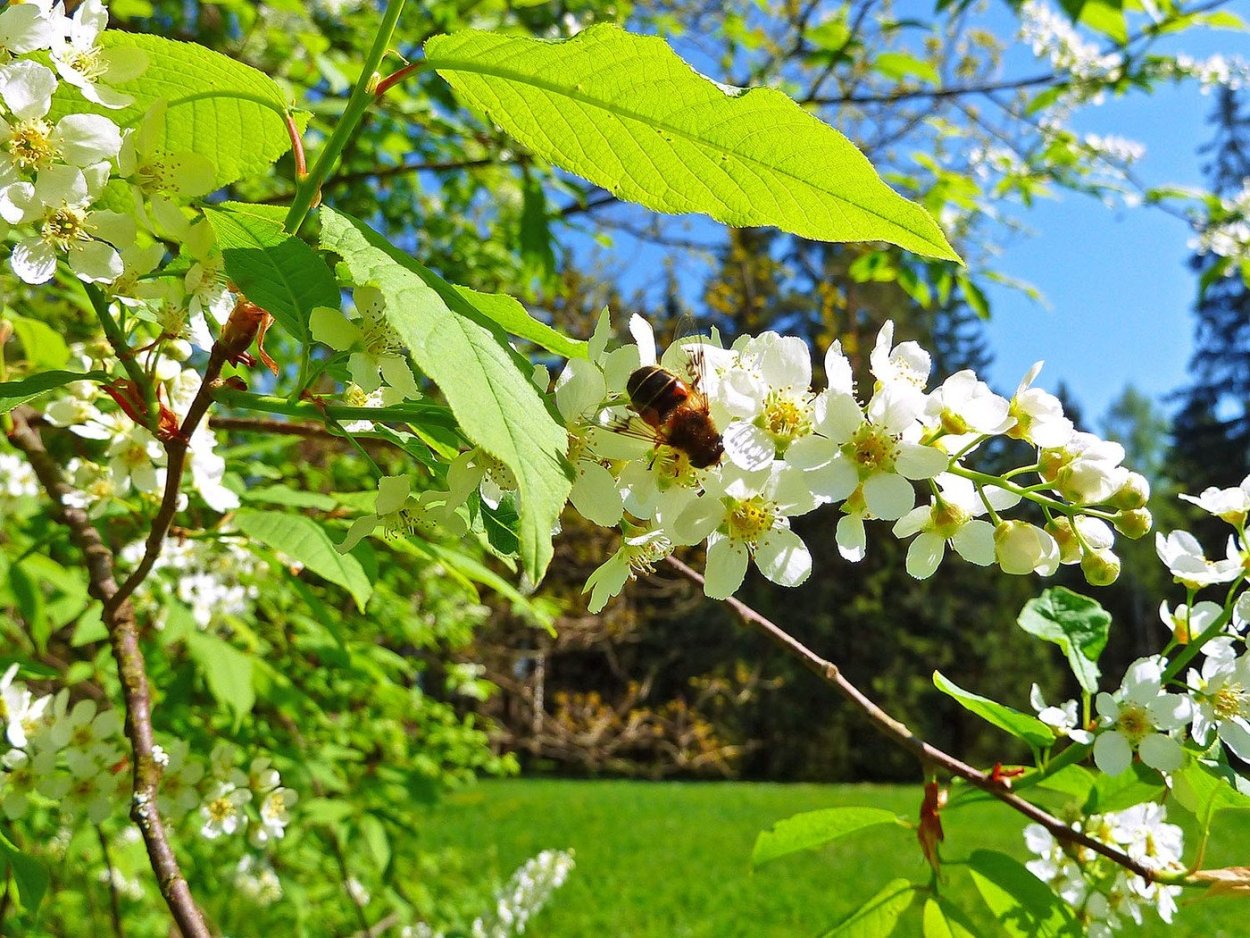 Цветущая черемуха