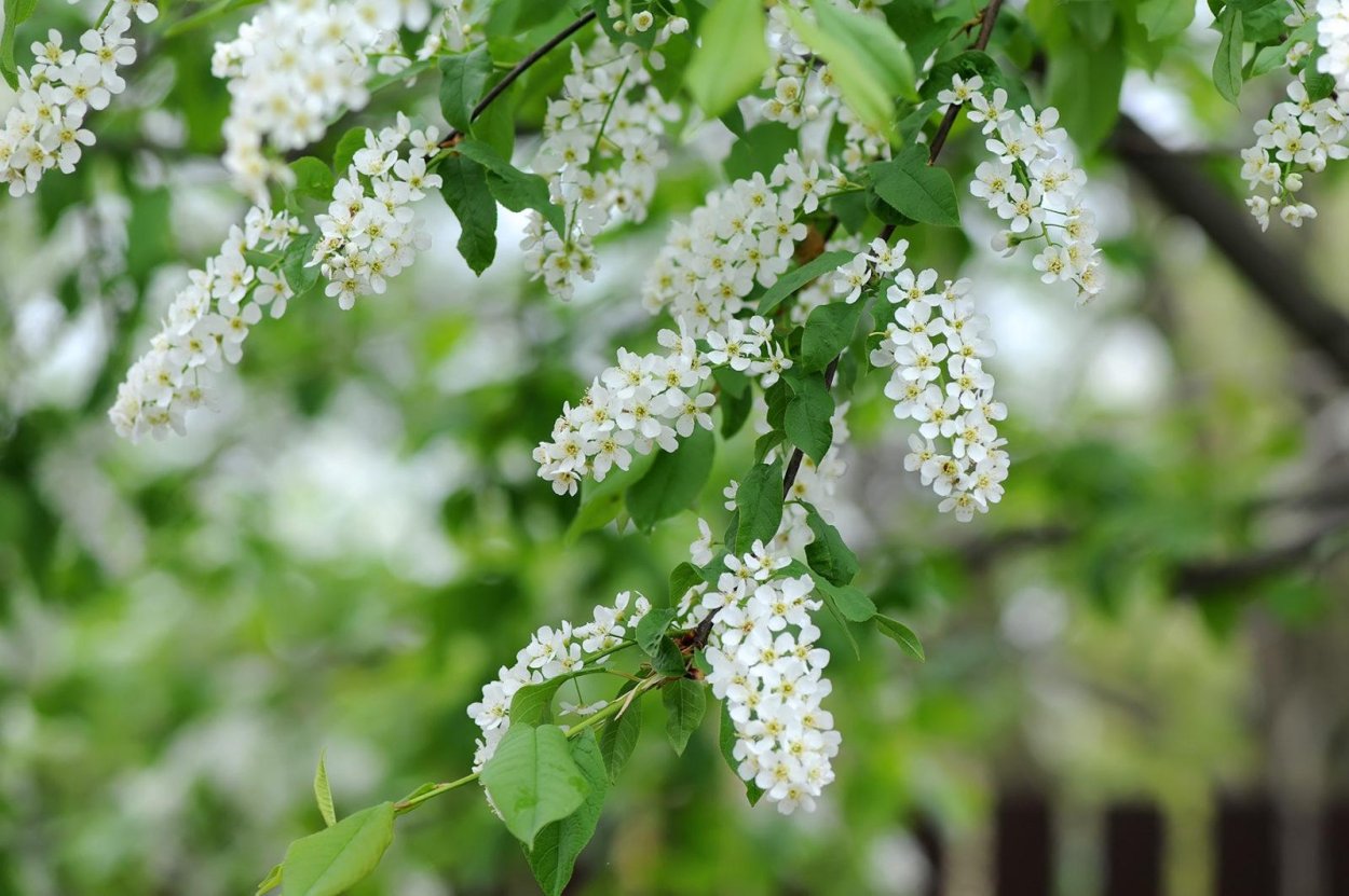 Черемуха обыкновенная зима
