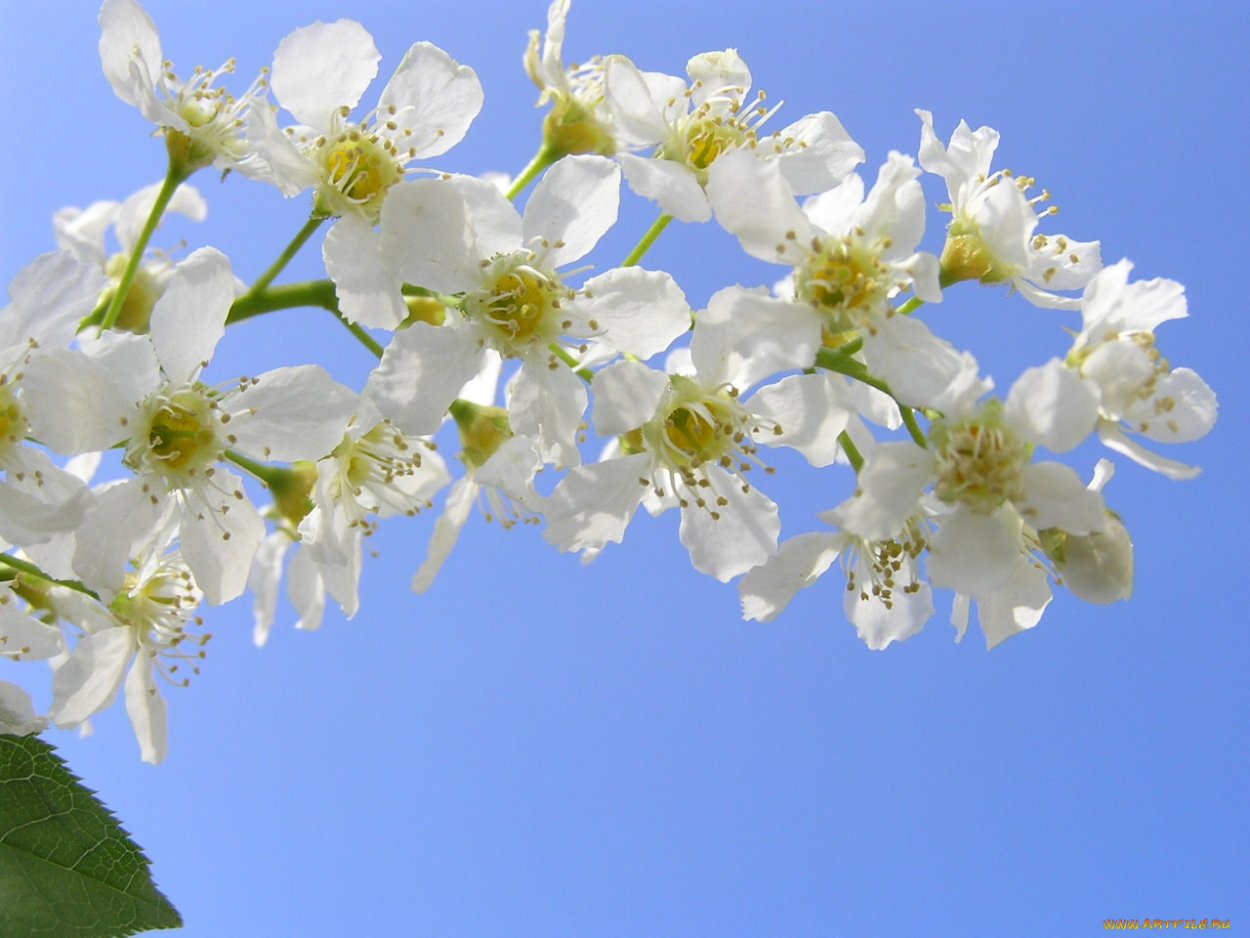 Черемуха кустарник