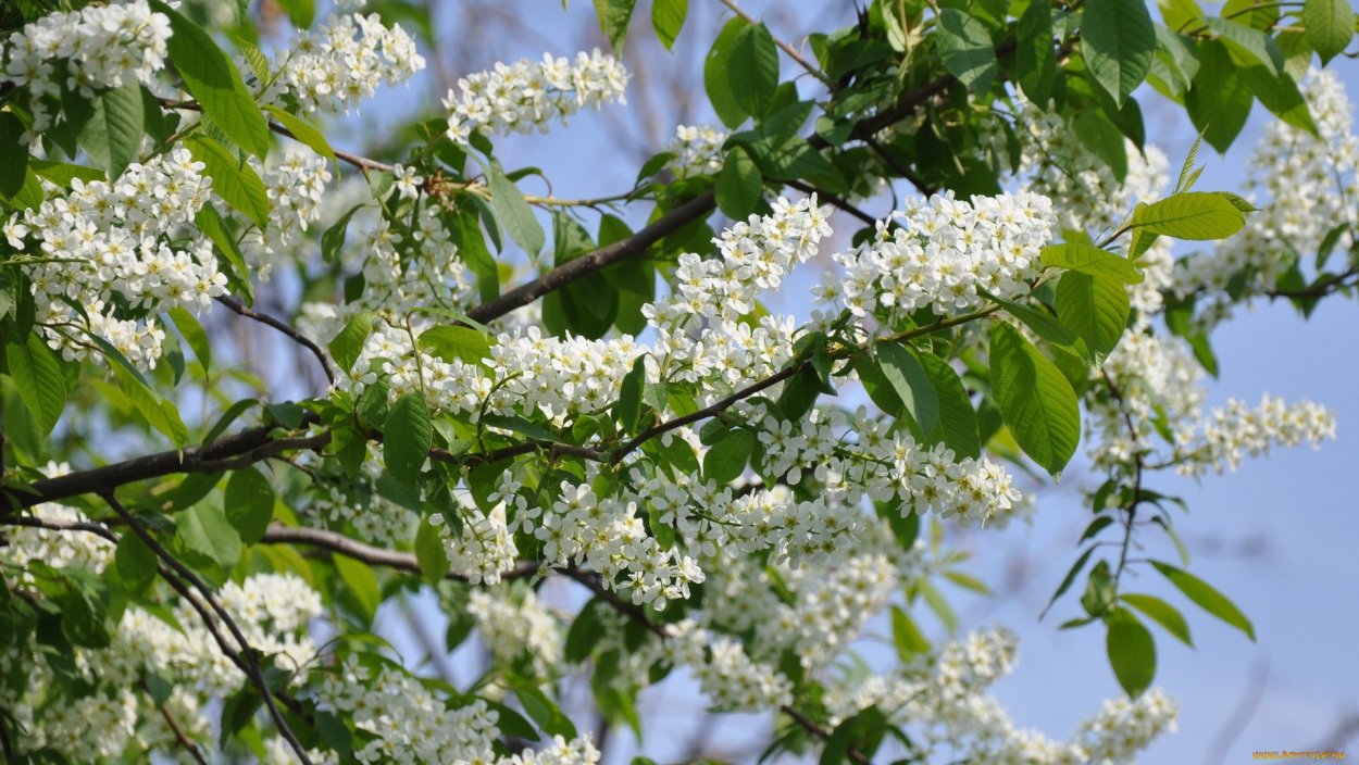 Черемуха в Крыму