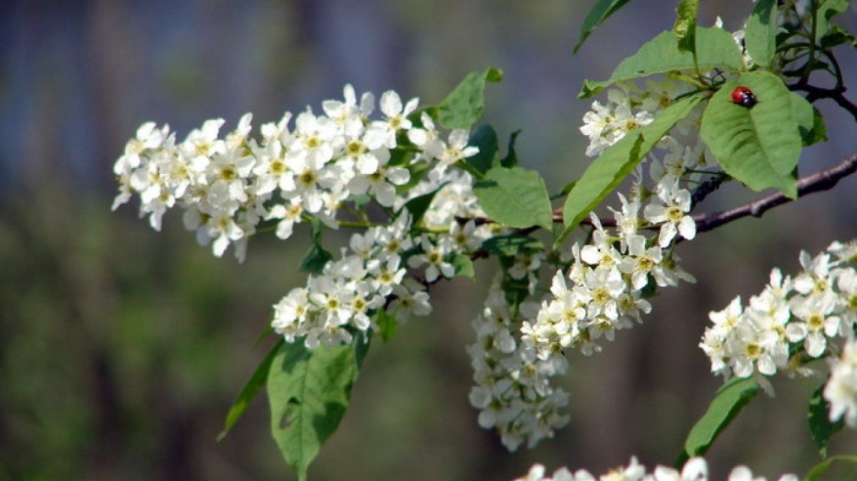 Черемуха цветет