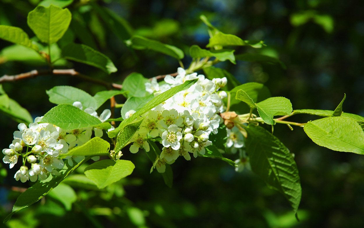 Спирея Вангутта