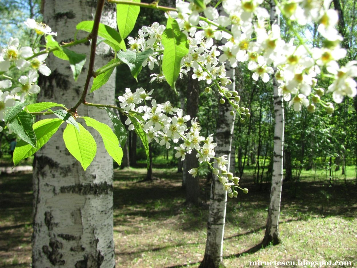 Цветет черемуха весной