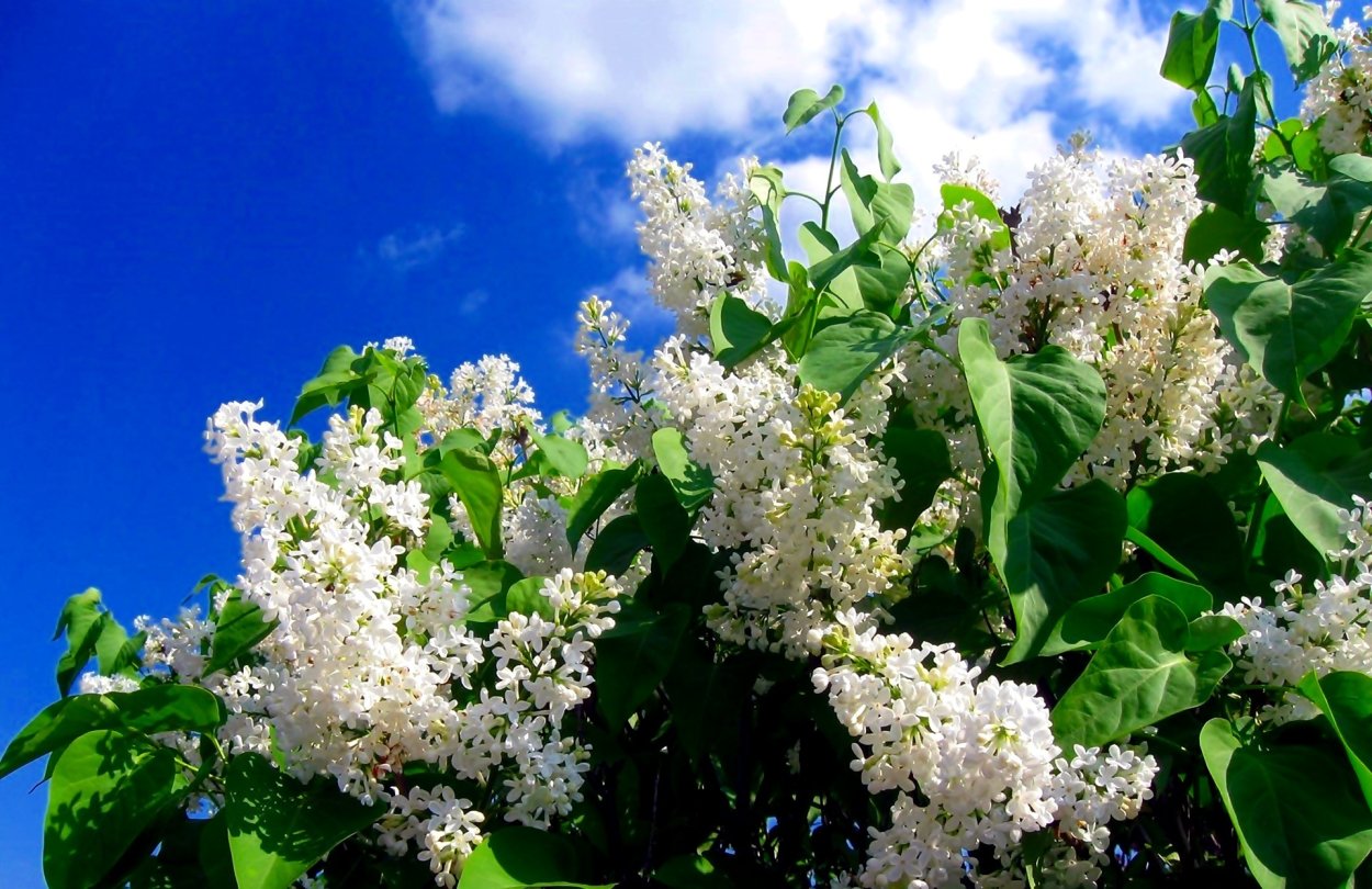 Майская черемуха