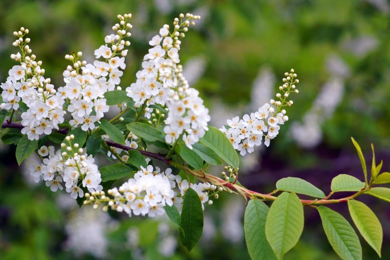 Сирень мадам Флорен