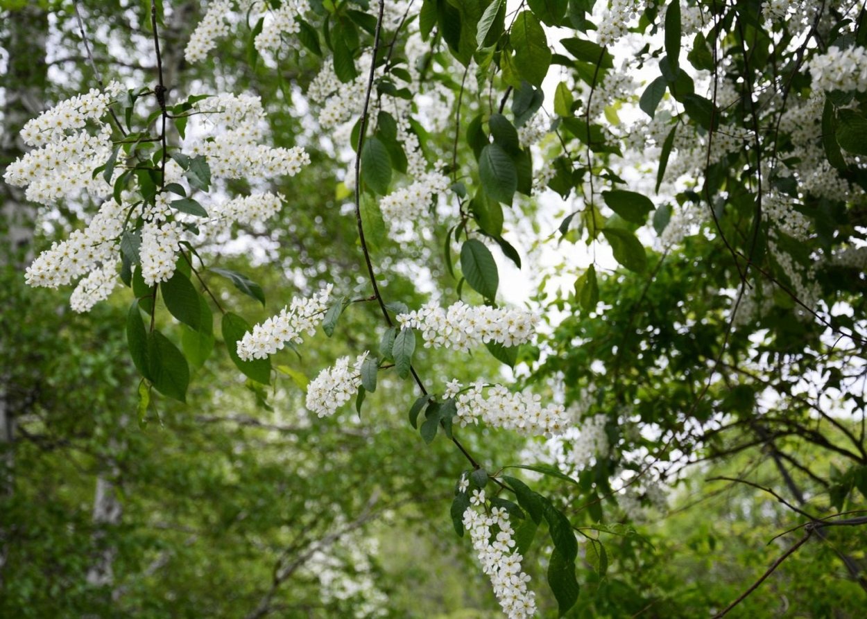 Черёмуха душистая