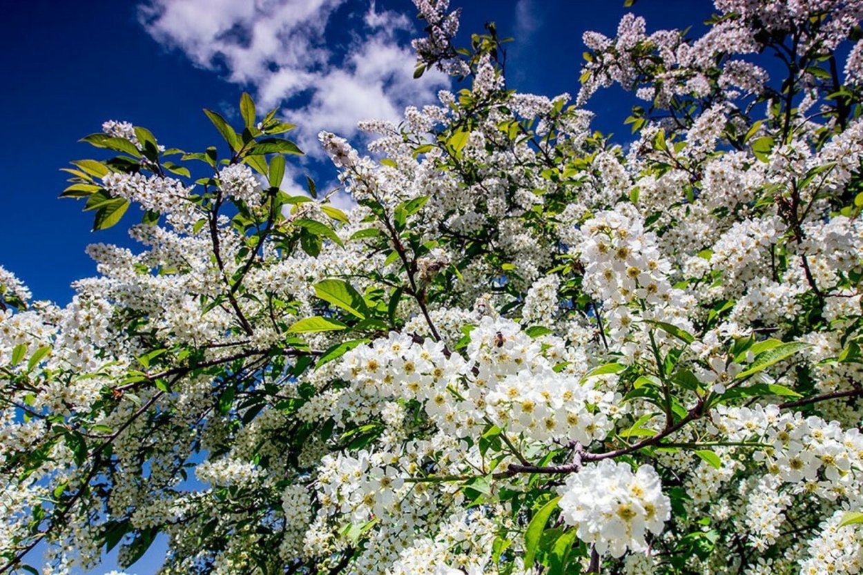 Цветение черёмухи