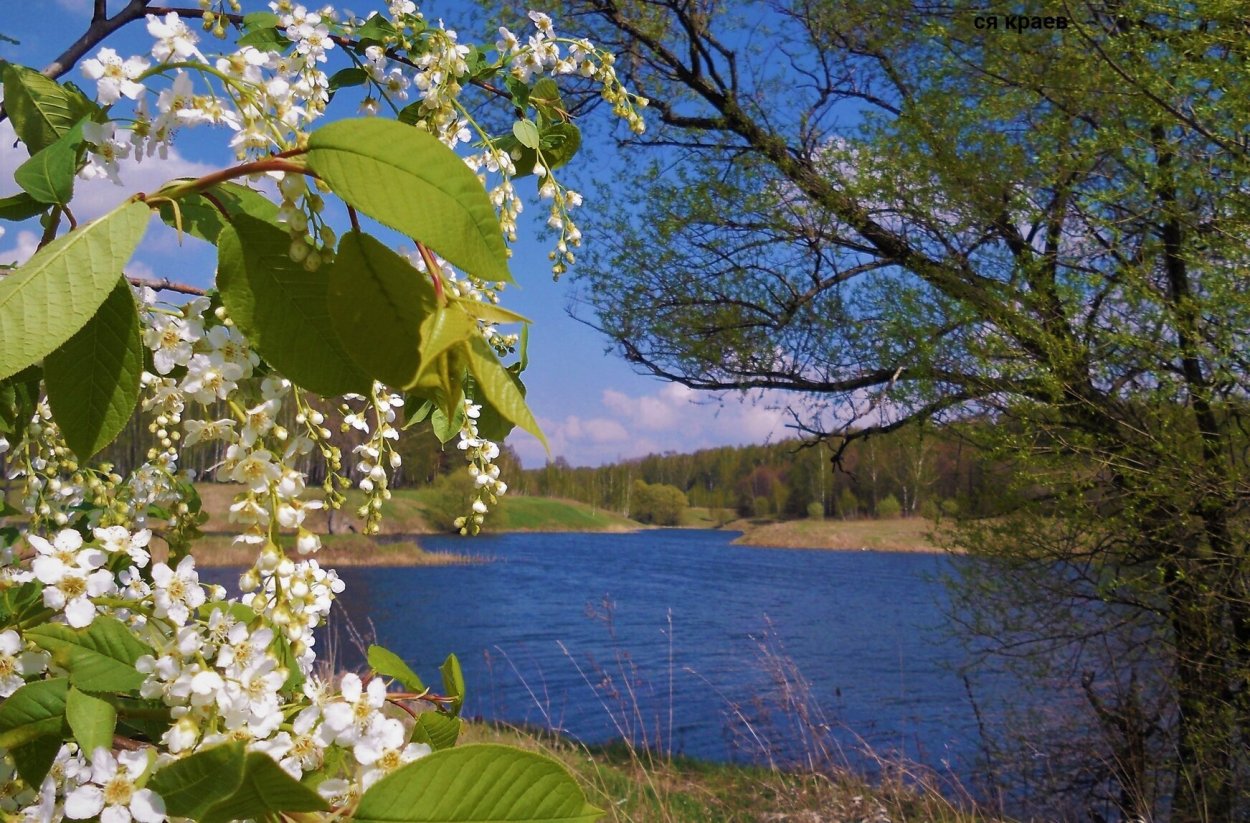 Цветы черемухи