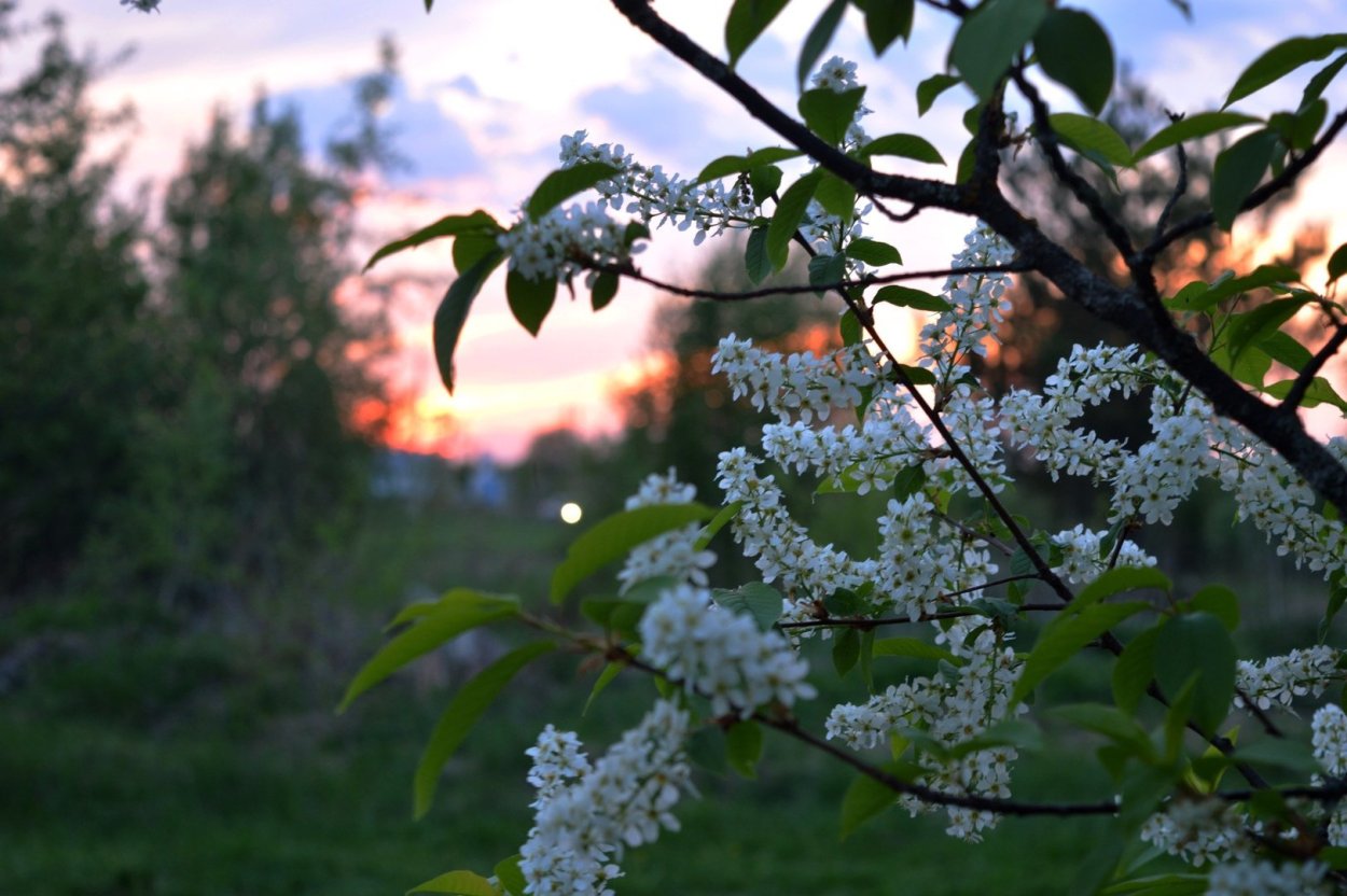 Черемуха обыкновенная весной