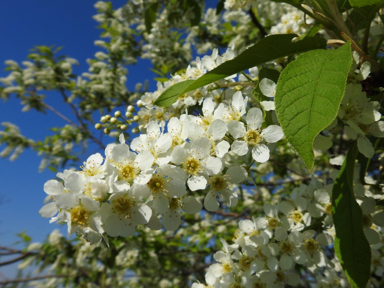 Май черемуха цветет
