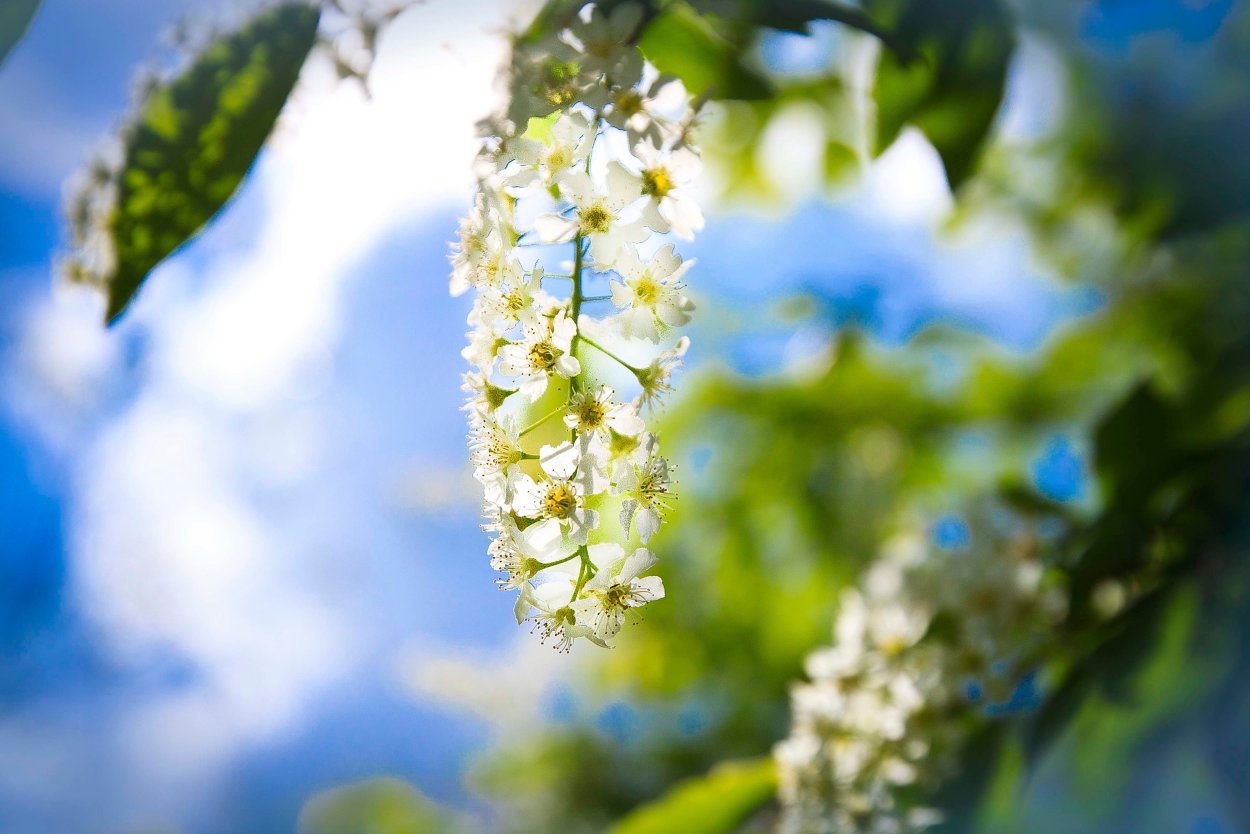 Май черемуха