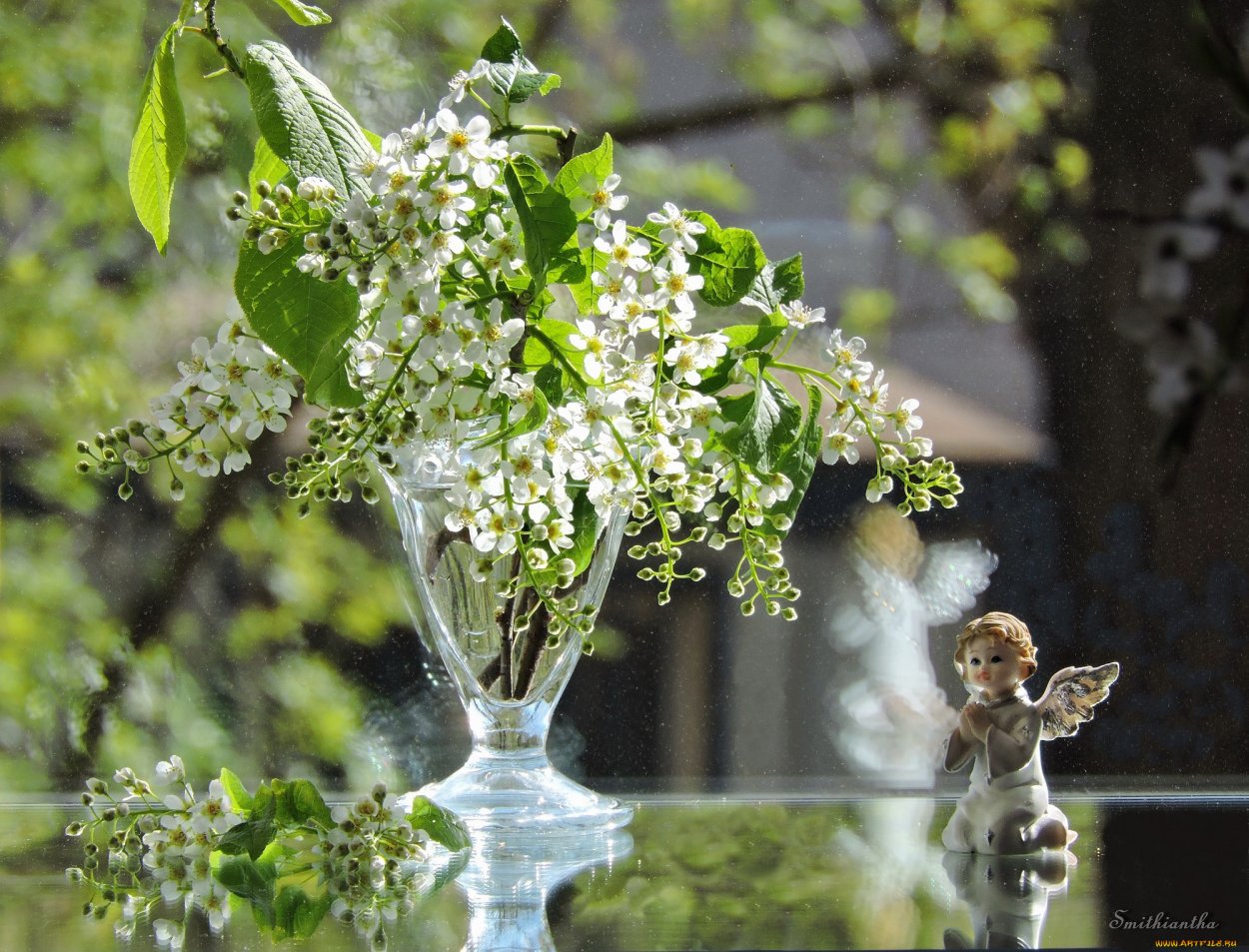 Цветущая черемуха Коми