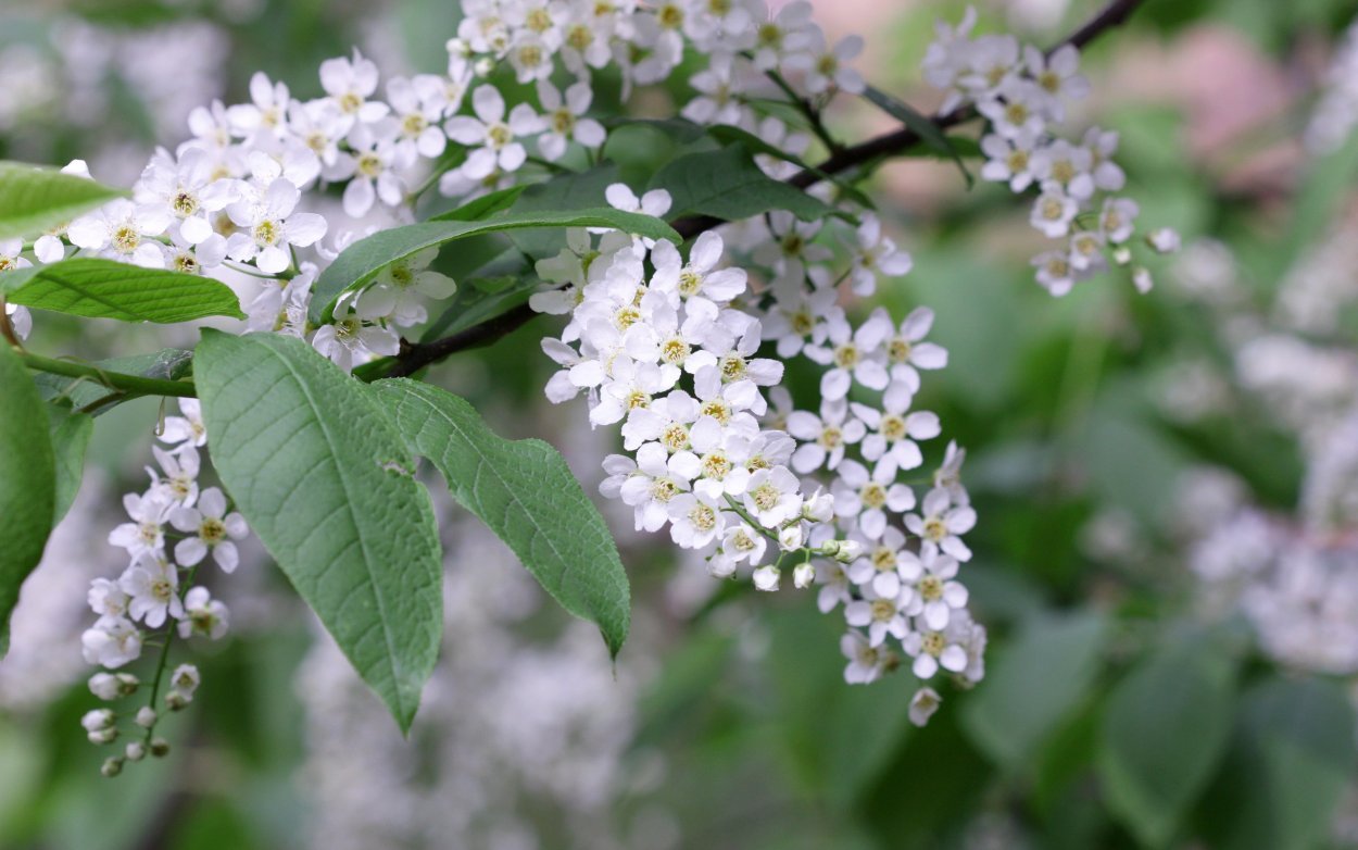 Томск черемуха