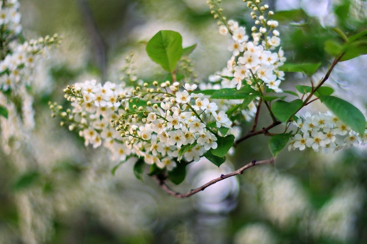 Полевая черемуха