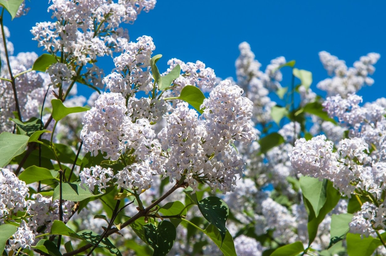 Черемуха дерево