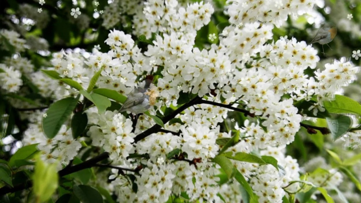 Природа Цветущая черемуха