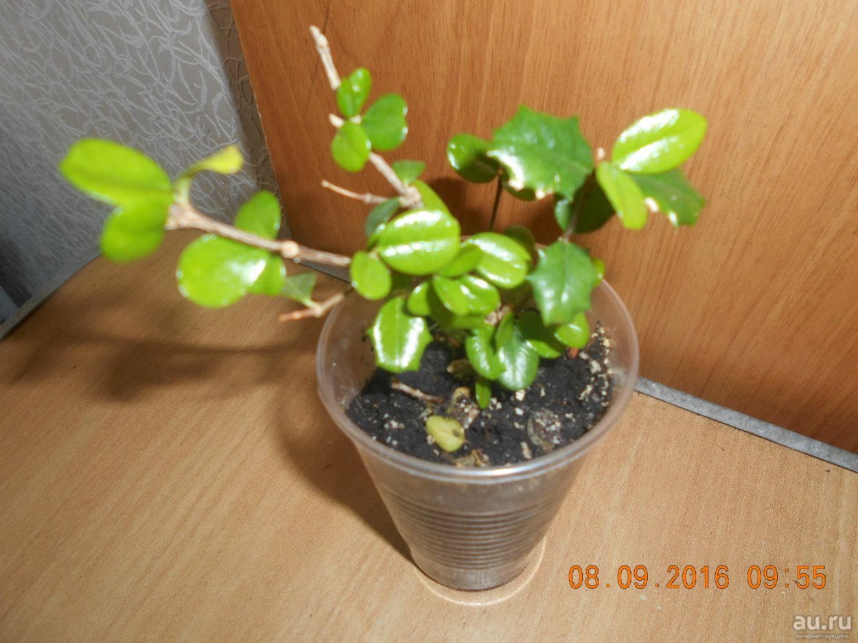 Мальпигия вариегатная