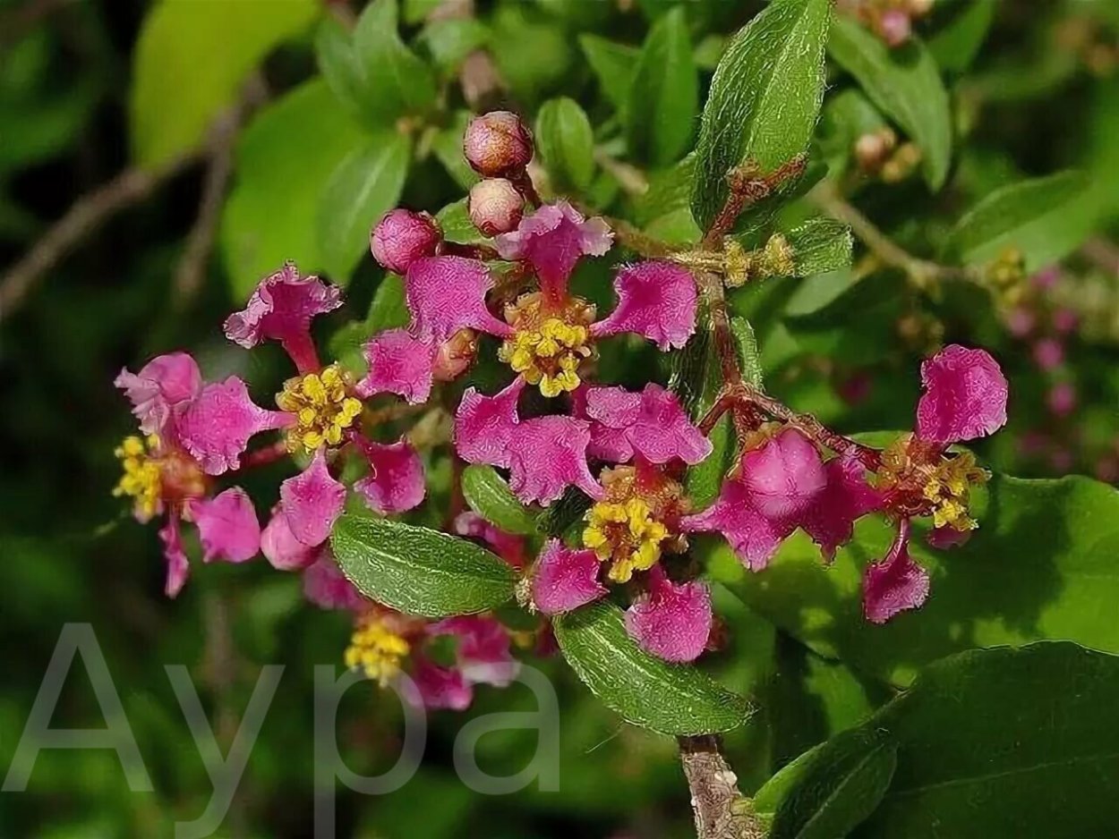 Мальпигия барбадосская вишня