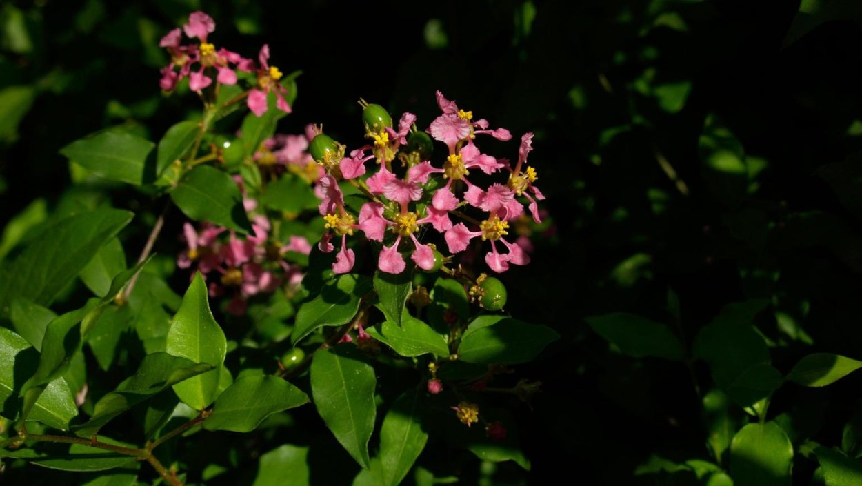 Мальпигия цветок