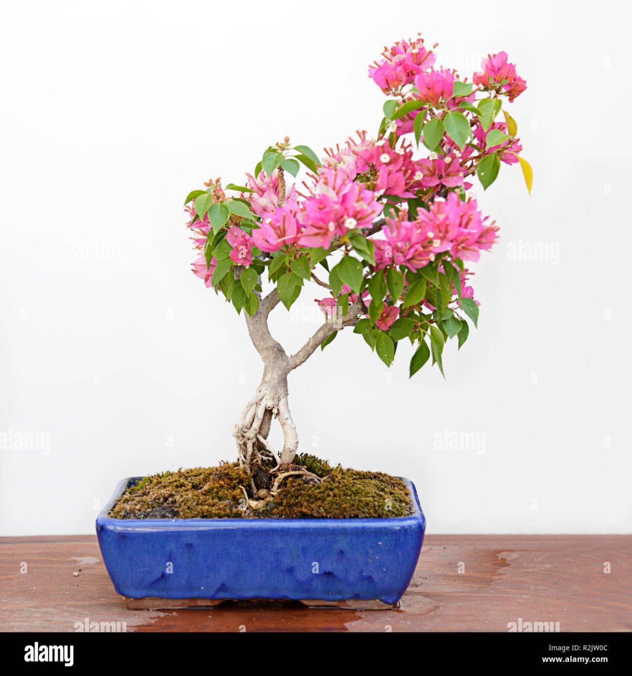 Мальпигия Глабра бонсай