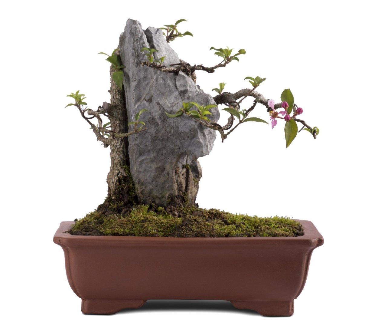 Мальпигия Багряная