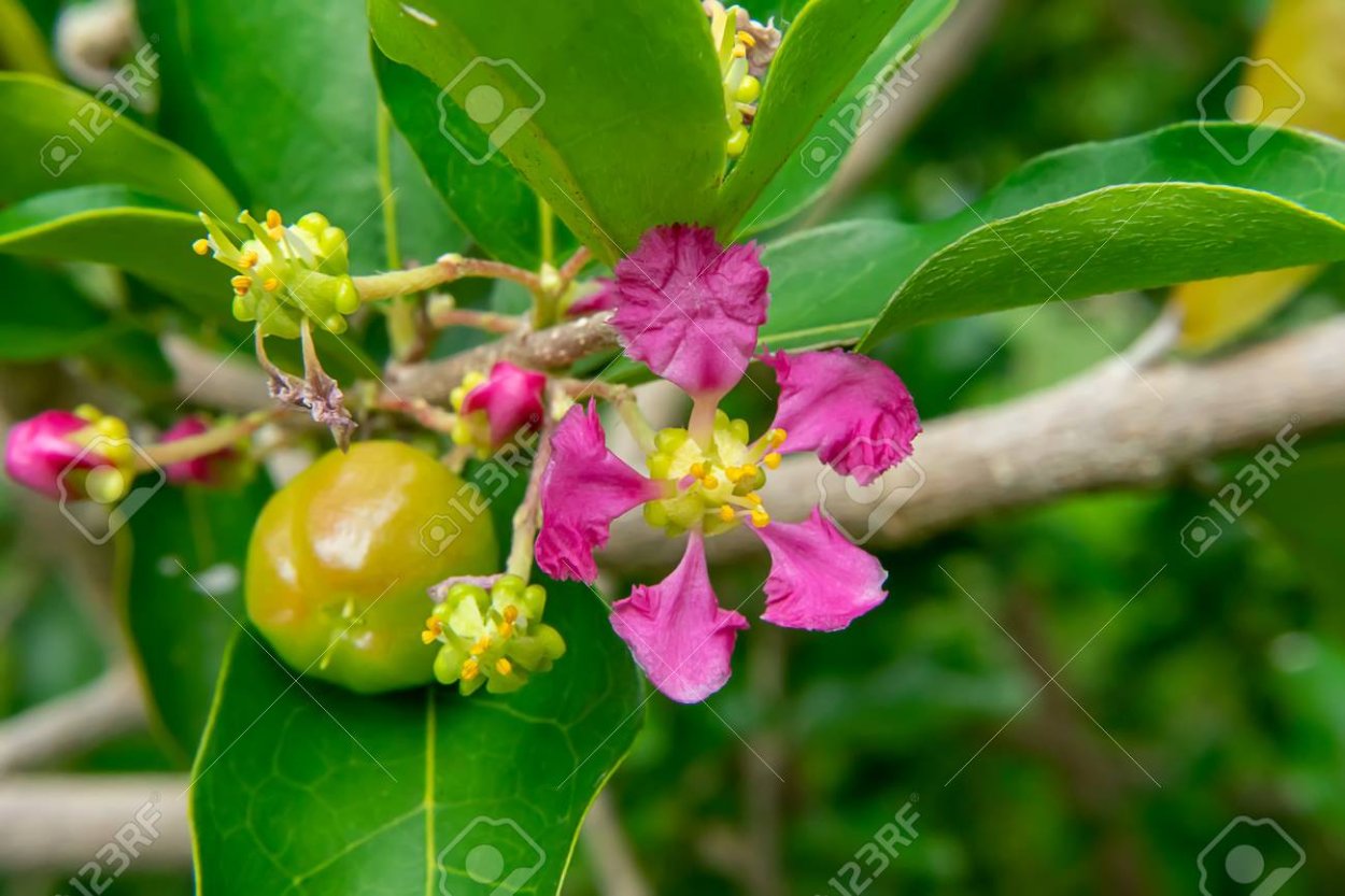 Мальпигия Глабра вариегатная