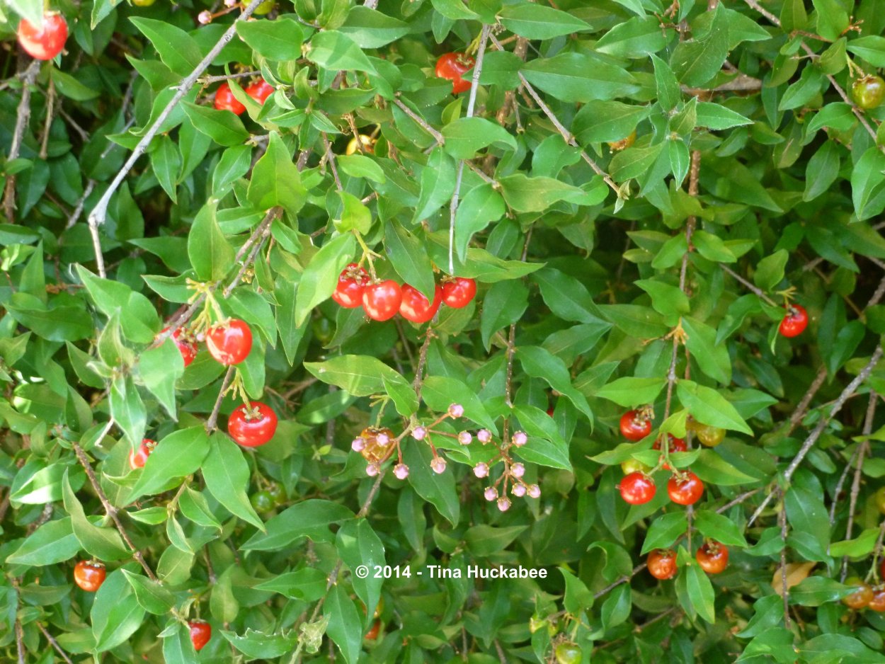 Мальпигия Марджината