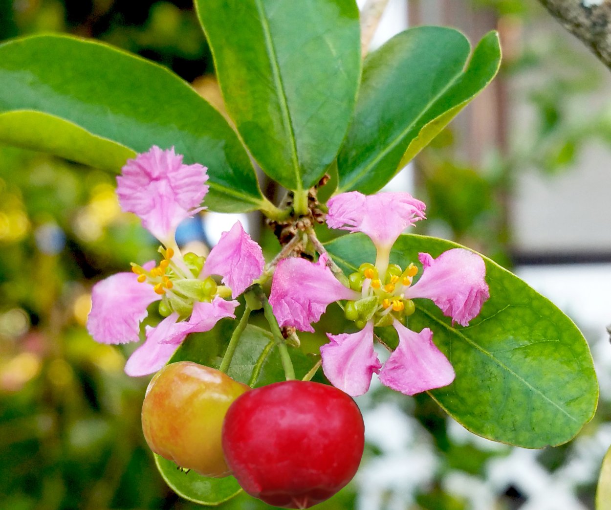 Барбадосская вишня баттер