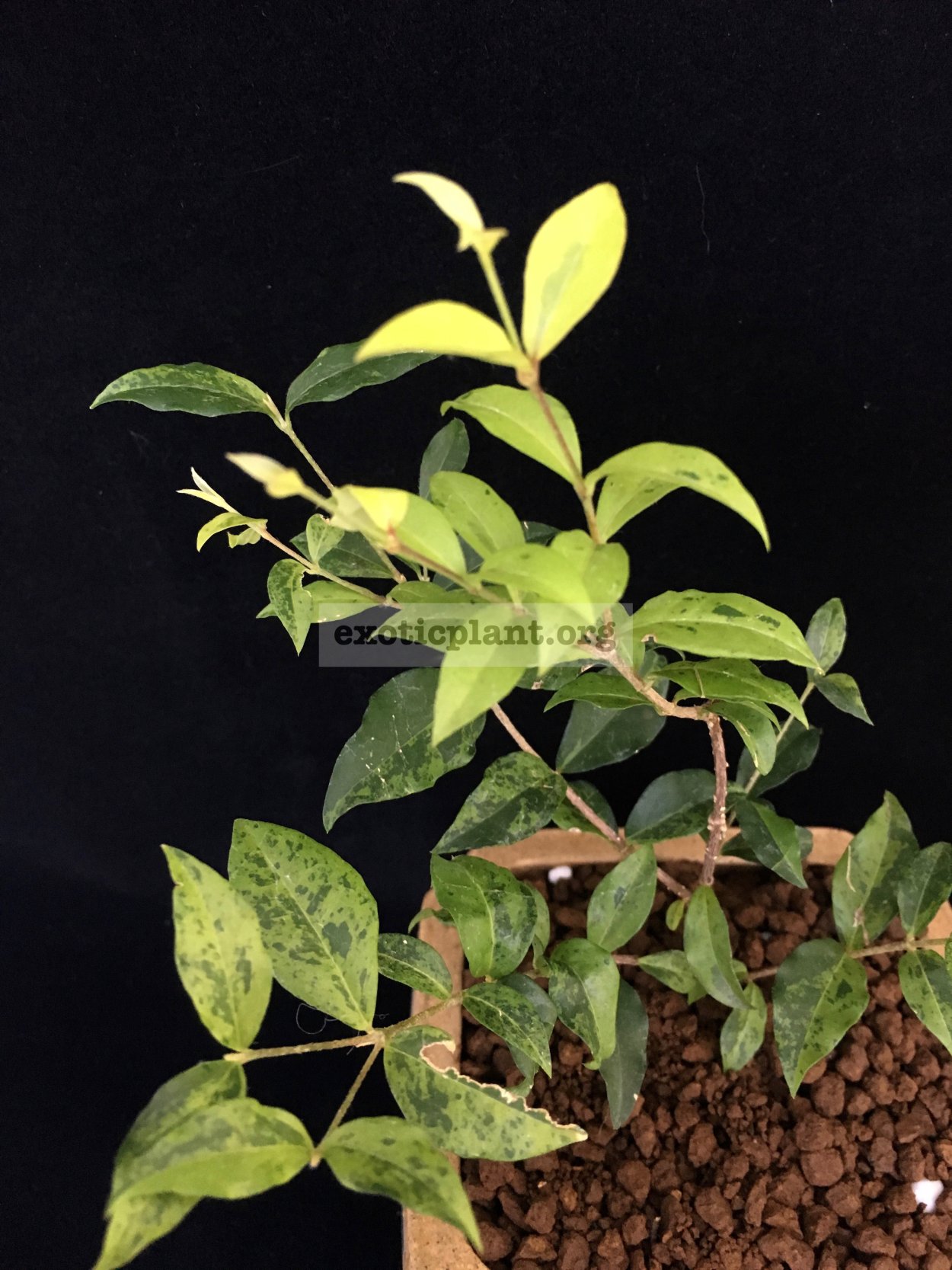 Мальпигия Глабра Дварф