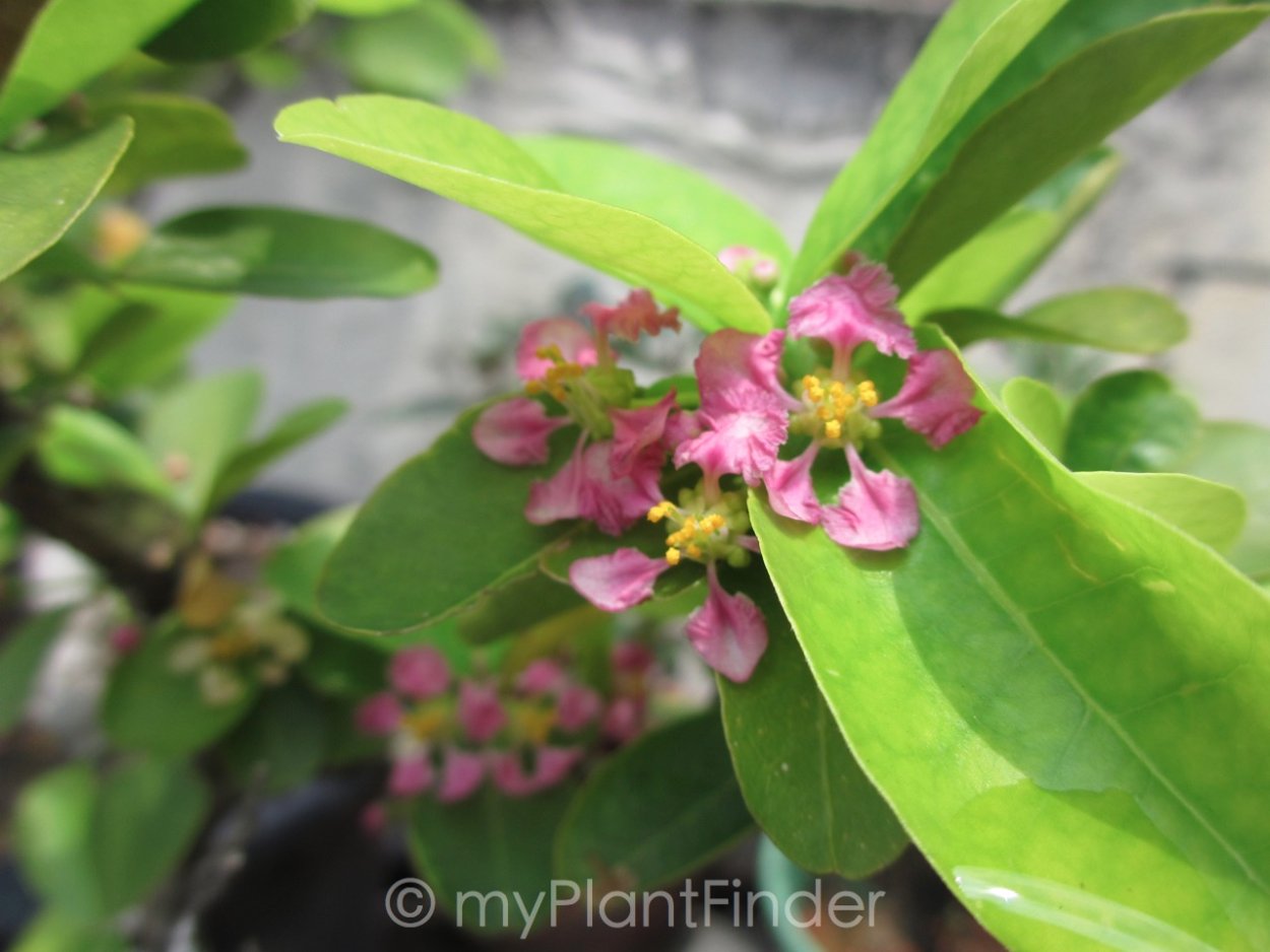 Мальпигия вариегатная