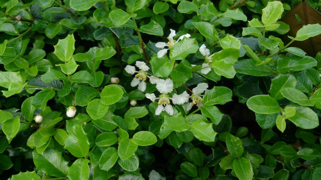 Мальпигия бонсай