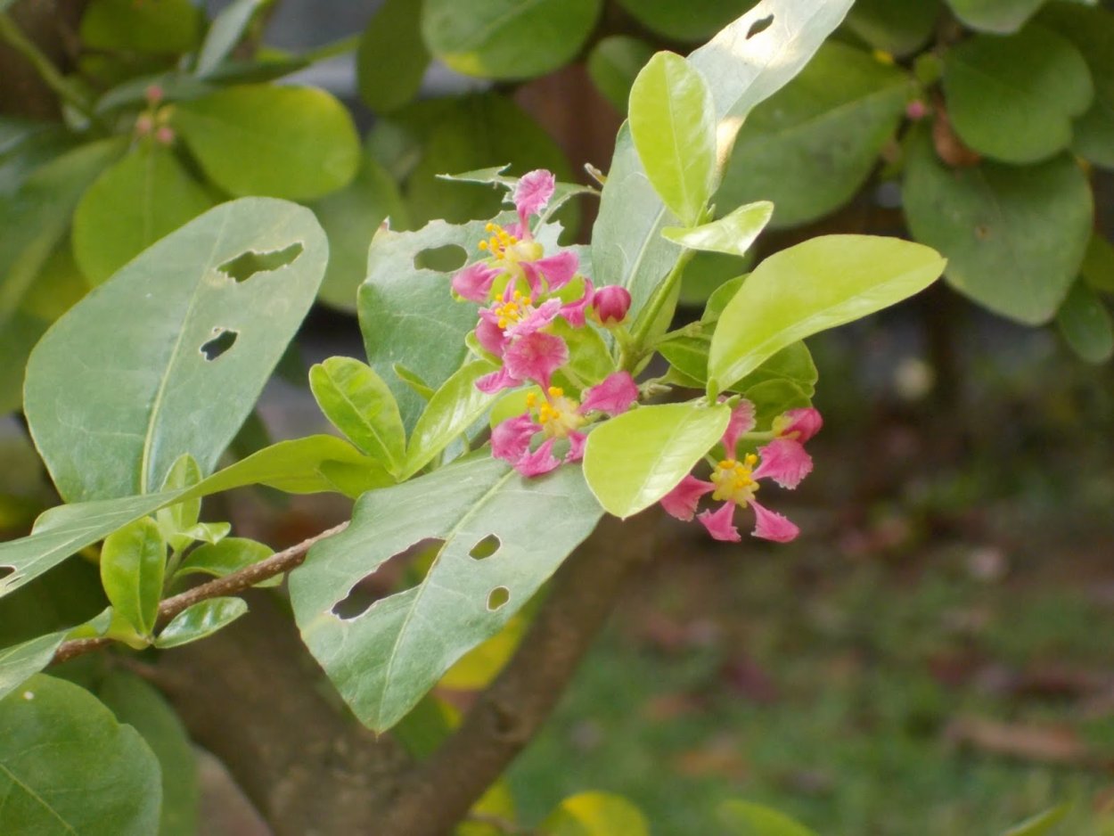 Ацерола (Мальпигия гранатолистная)