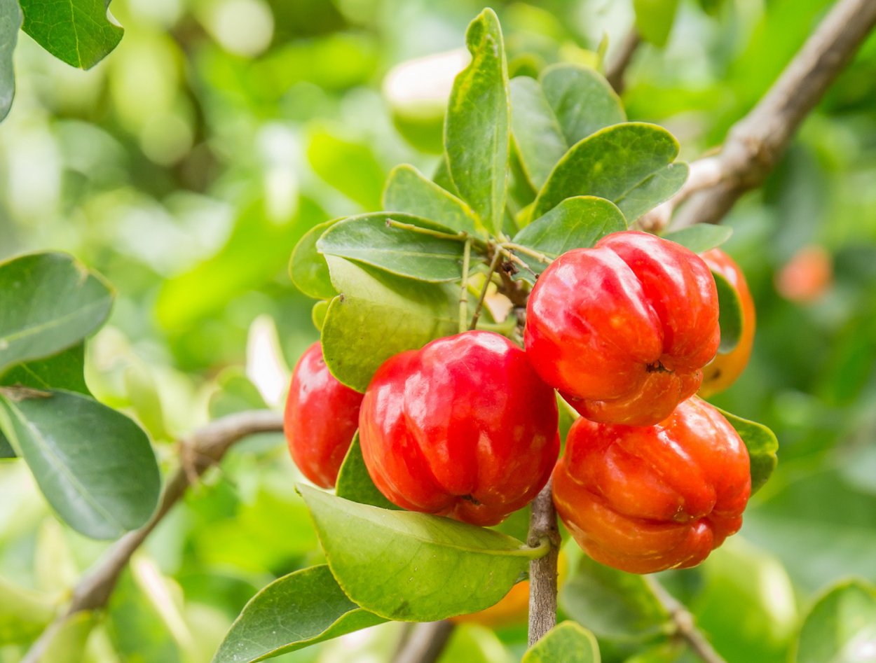 Вейгела Цветущая Нана