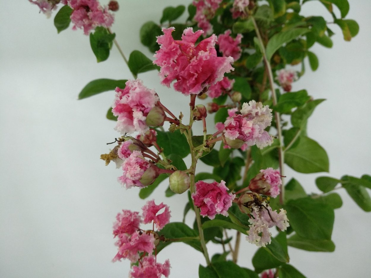 Мальпигия ягода