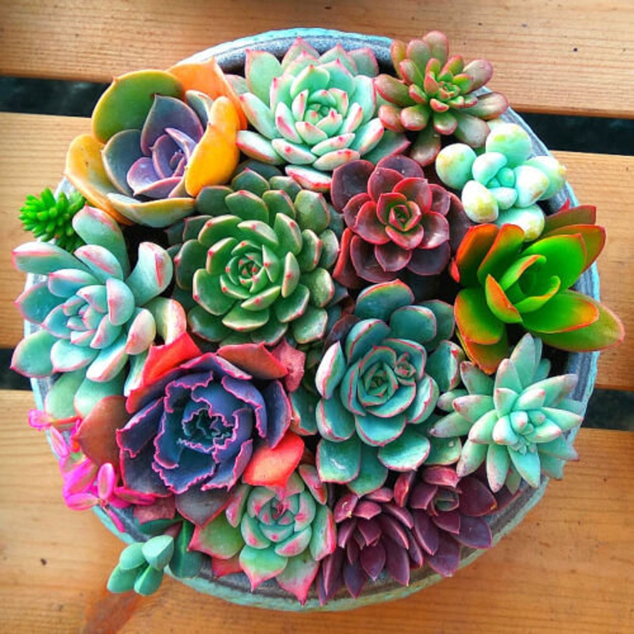 Суккулент эхеверия Echeveria