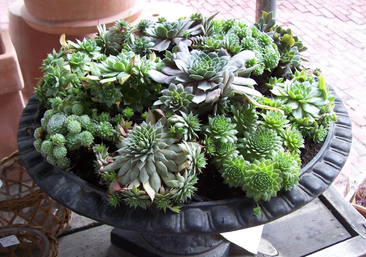Суккулент эхеверия Echeveria