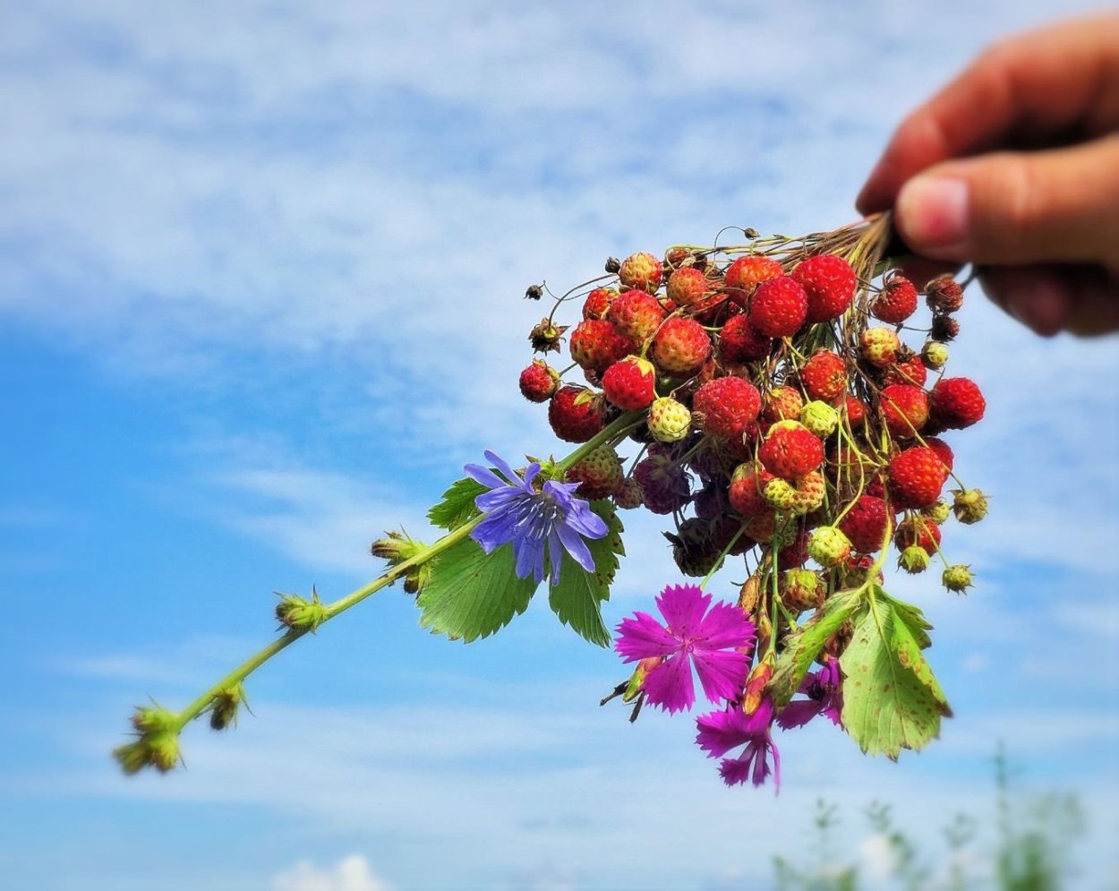 Луговые ягоды цветы