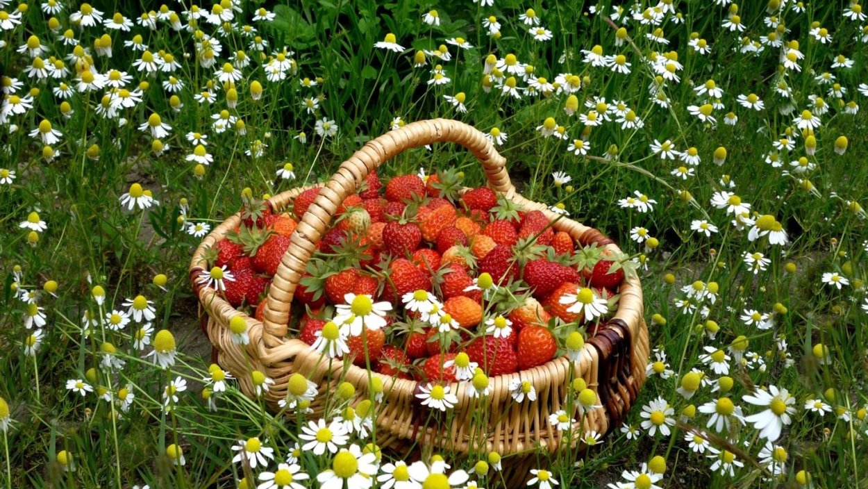 Корзина с ягодами и цветами