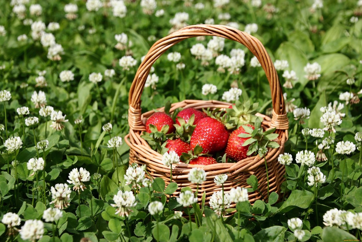 Земляника душистое лукошко