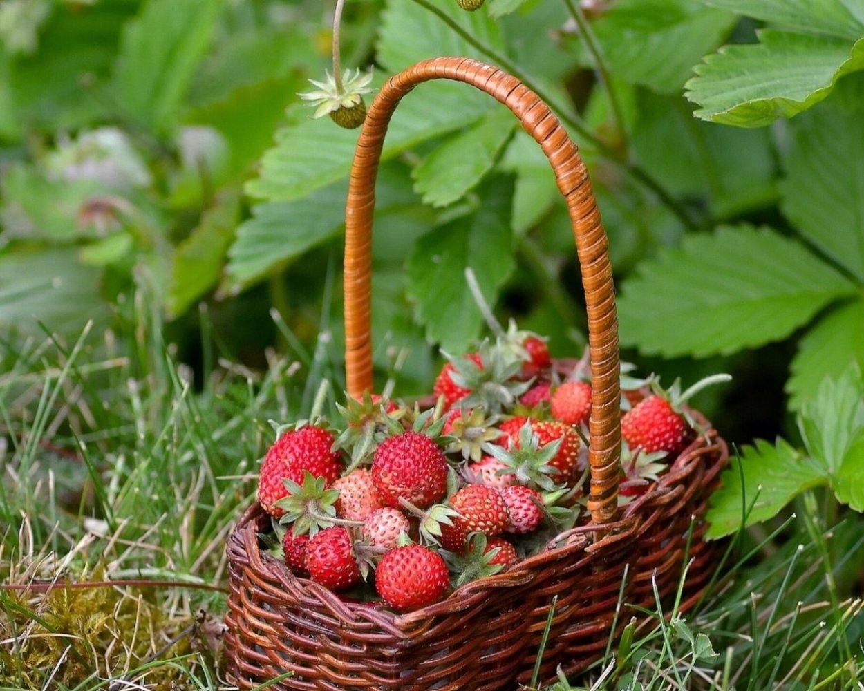 Ягоды летом