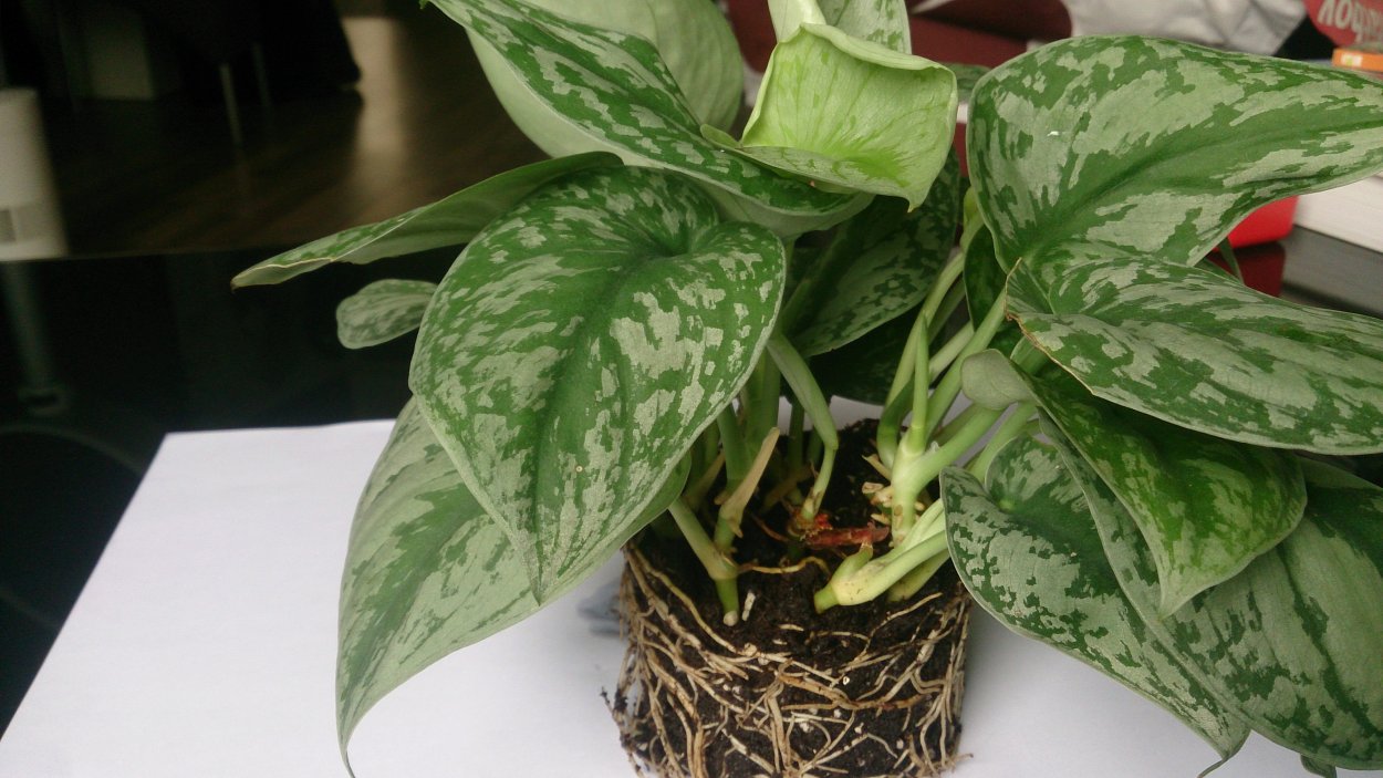 Лиана сциндапсус Эпипремнум