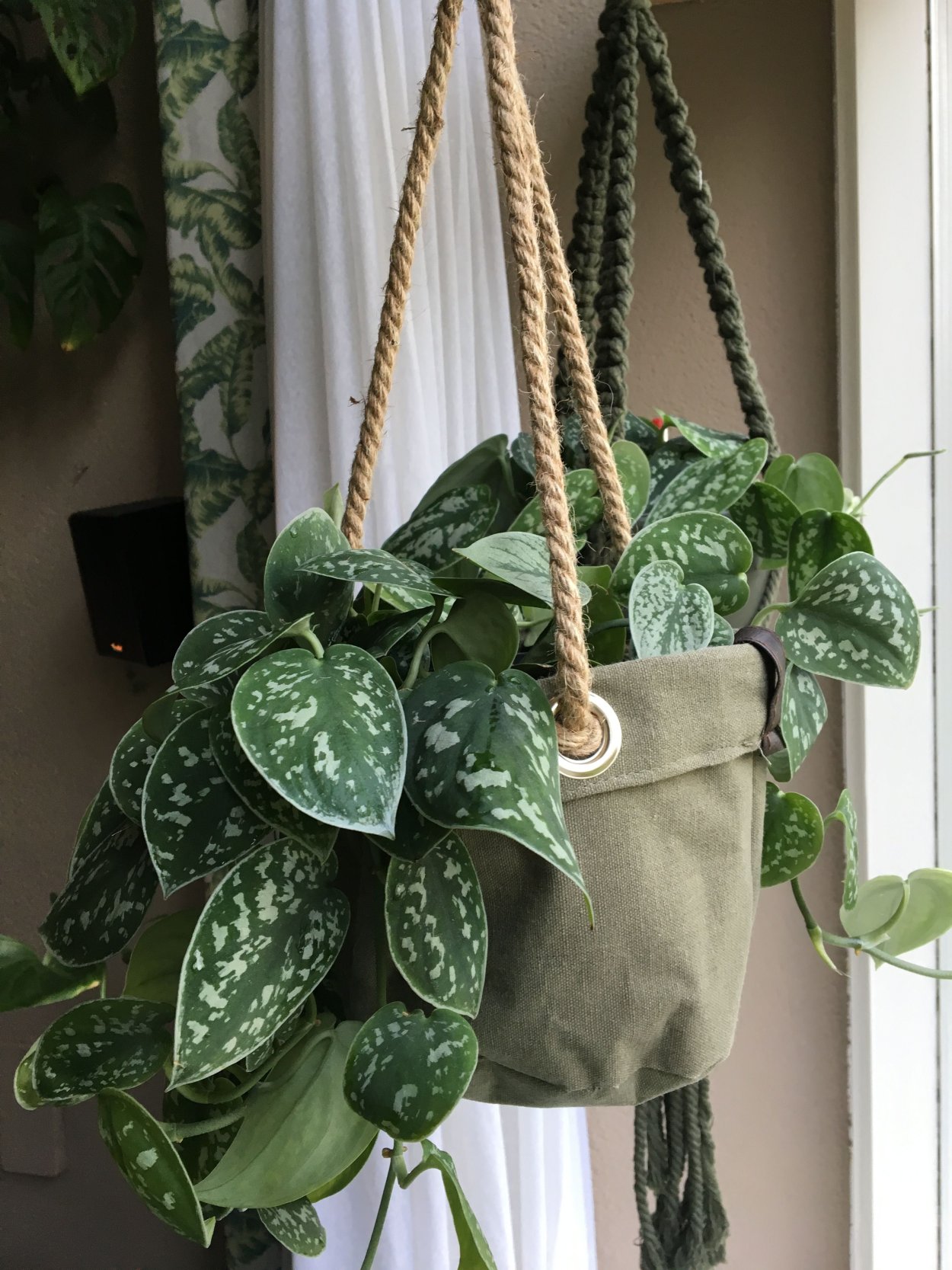 Сциндапсус Пиктус Силвери Энн