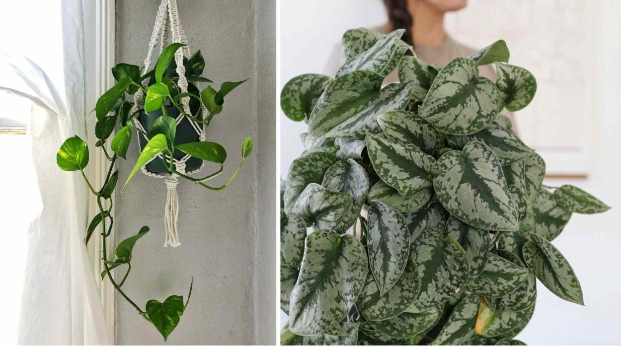 Сциндапсус Siamensis